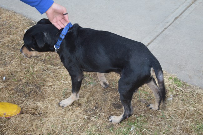 The owners of this dog, shown here after treatment, were convicted of permitting distress too an animal (SPCA photo)