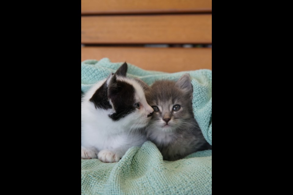 Numerous kittens were among the dozens of cats taken to a Markham, Ont. animal clinic (submitted photo)                           