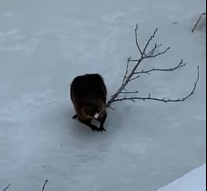 Beaver at Marina Park