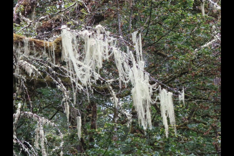 Methuselah's Beard  (Usnea longissimi) is one of the lichens likely to be found in Sleeping Giant Prov. Park (Cdn. Museum of Nature)                              
