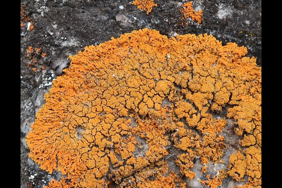 Sugared sunburst  (Xanthoria sorediata is another lichen species the workshop participants may encounter (Cdn. Museum of Nature)                              