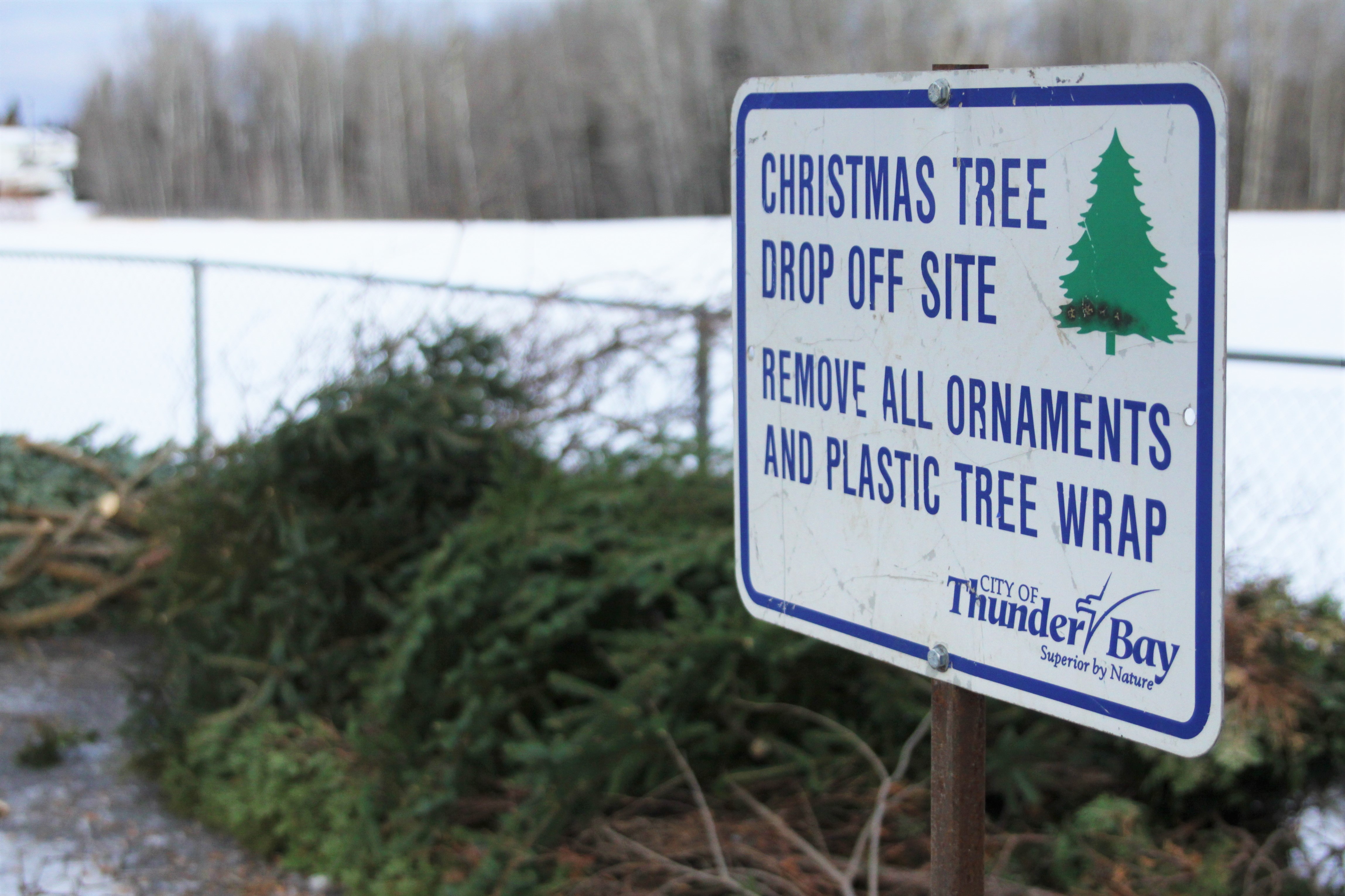 Christmas tree drop-off sites open - TBNewsWatch.com