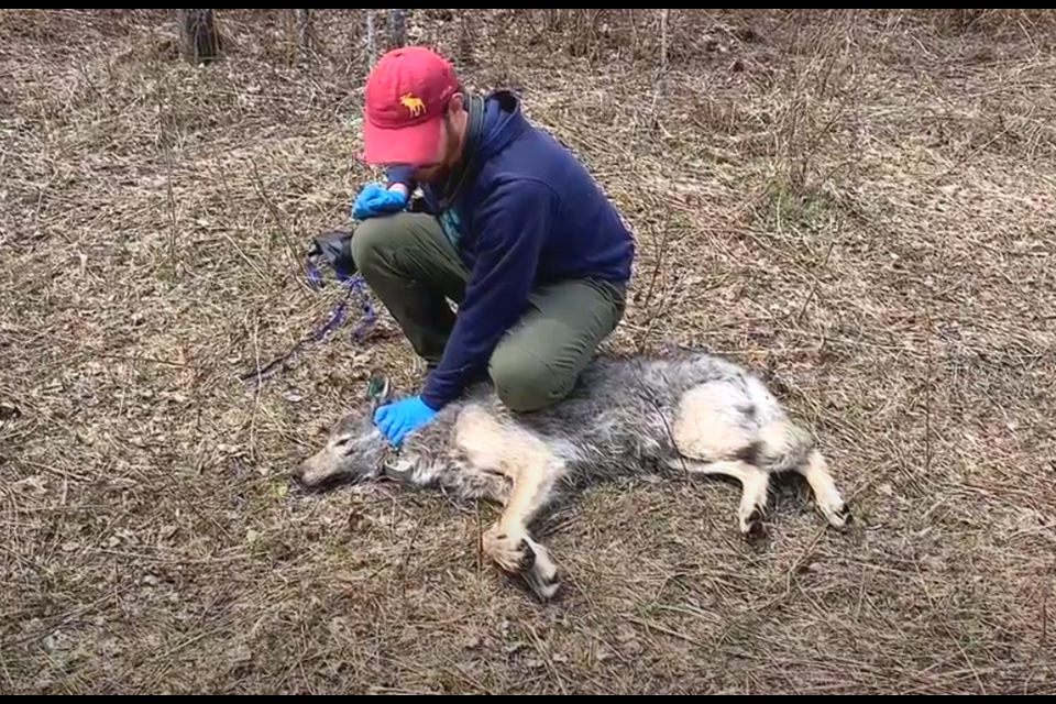 Researchers with the Voyageurs Wolf Project attached camera collars to two wolves in 2020. This wolf was sedated, but released shortly after (courtesy Voyageurs Wolf Project)