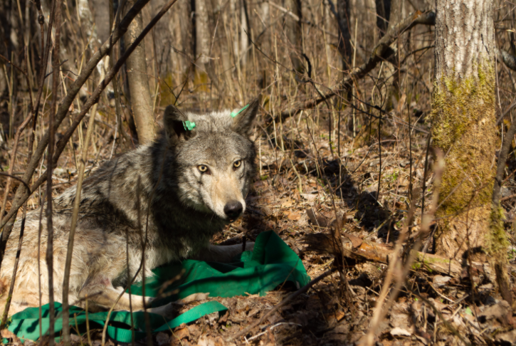 Dubbed VO91, this female wolf was collared south of Rainy Lake in May 2020 (Facebook/Voyageurs Wolf Project)
