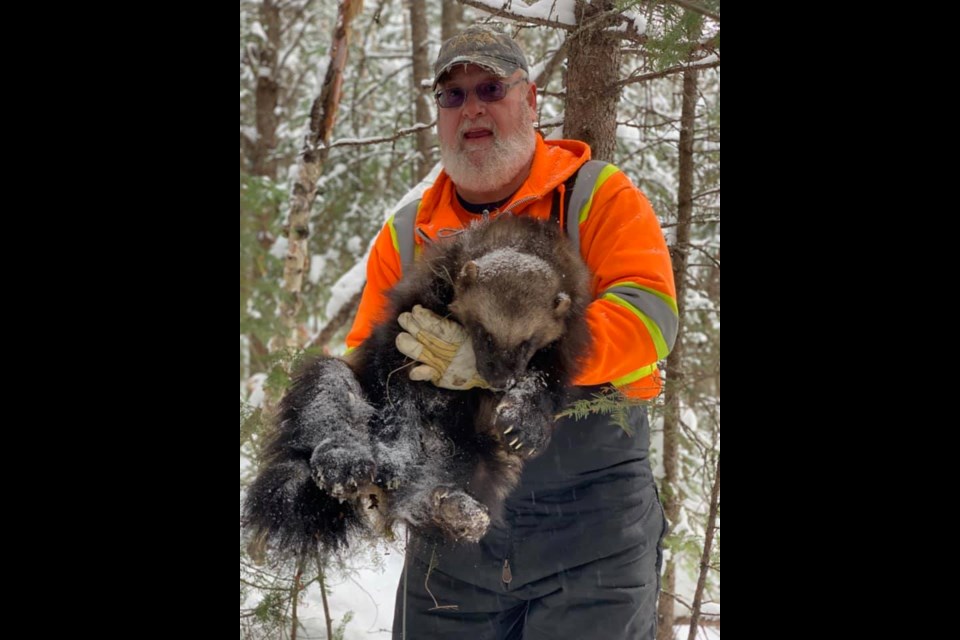 Dryden-area resident Randy Turgeon found a rare wolverine on his trapline northeast of Dryden. (submitted photo)