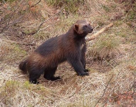 A study in the Red Lake area is looking to uncover more information about the population of wolverines in the Northwest. (File).