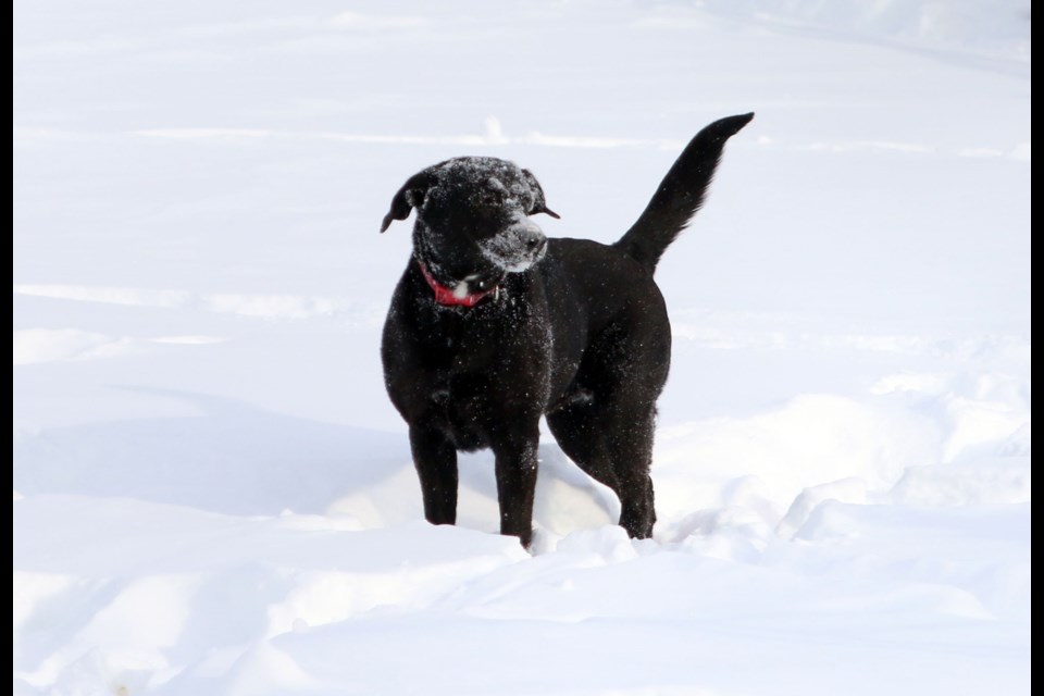 The cold temperatures on Tuesday didn't bother 4-year-old Messiah, who wants to stay outside and play fetch, but pets can be at risk during extremely cold temperatures. (Photos by Doug Diaczuk - Tbnewswatch.com). 