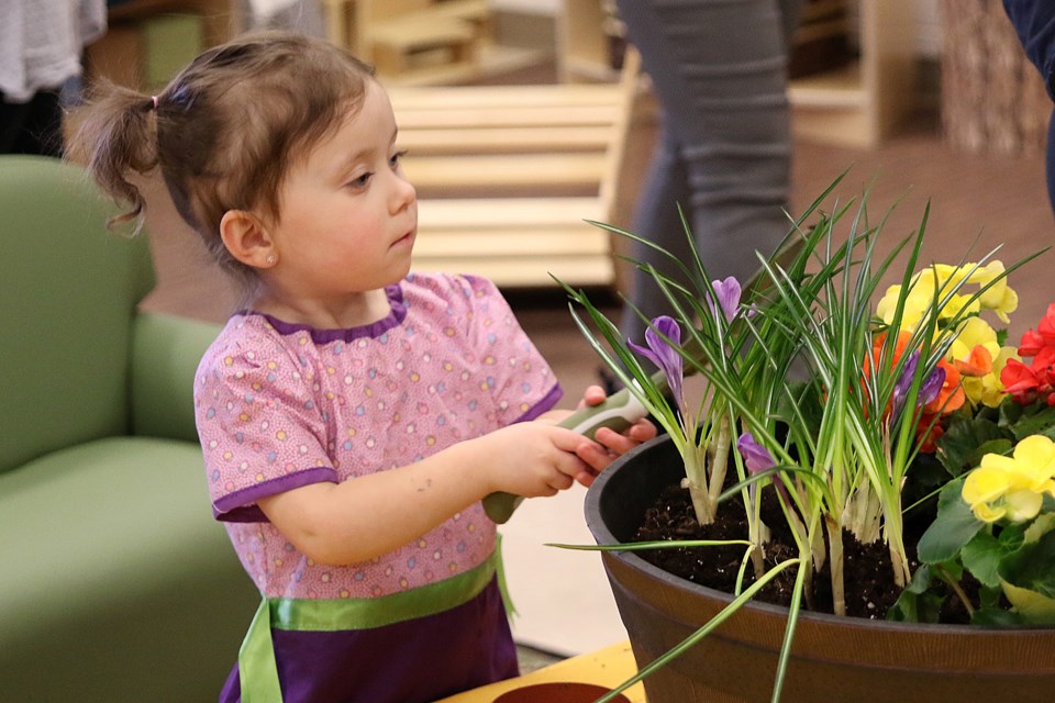 Alora Sylvester plants a flower on Monday, Jan. 21, 2019 at the Waabogonee EarlyON Child and Family Centre at Vance Chapman Public School. (Leith Dunick, tbnewswatch.com)