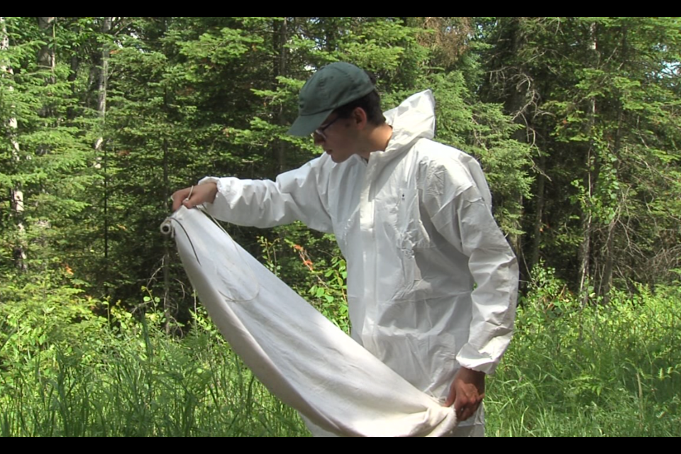 Matt Bradica was searching for blacklegged ticks on July 3, 2019 in the Belrose Road area of Thunder Bay (Cory Nordstrom/TBTV)