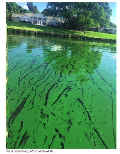 blue green algae