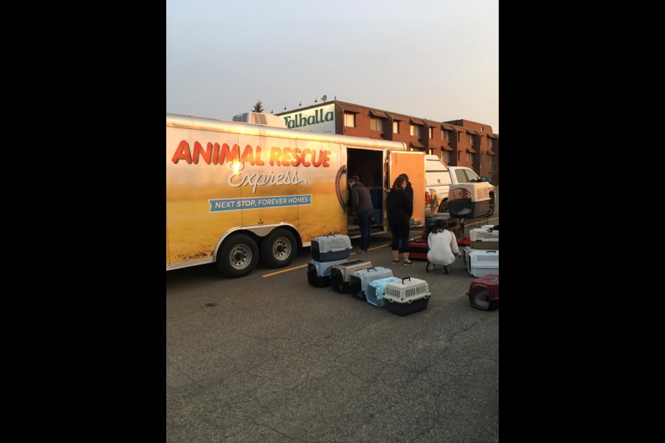 Bay cat best sale rescue