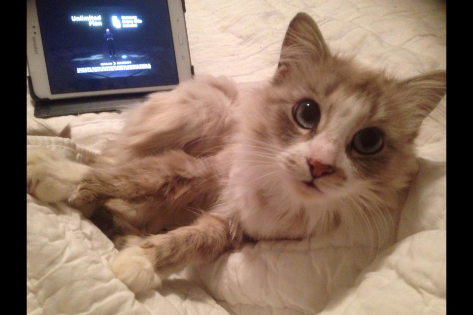Caring Hearts Cat Rescue & Sanctuary is sending 21 cats and 21 kittens south for adoption (submitted photo)