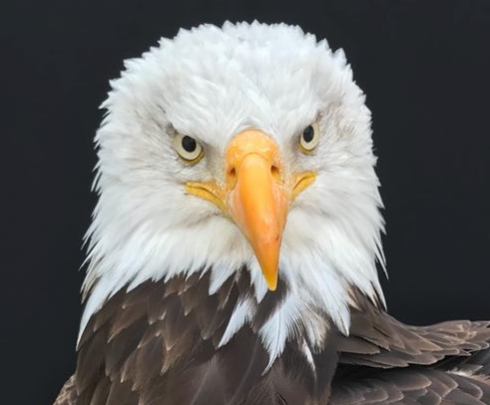 (Canadian Raptor Conservancy/file image)