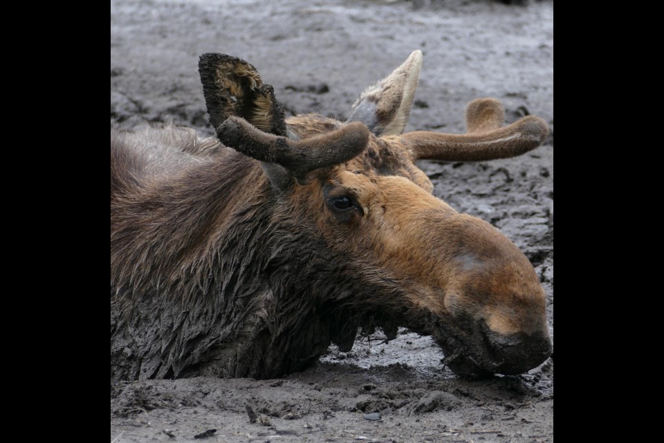 This moose died shortly after it was found stuck in deep mud on Isle Royale (Courtesy Wolves & Moose of Isle Royale Research Project/Michigan Tech. University)
