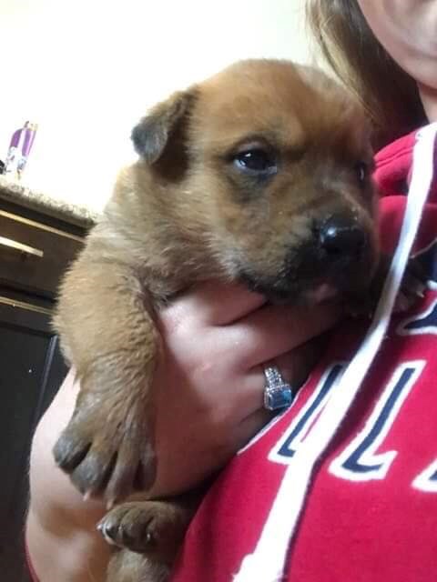 The Northern Reach Rescue Network has taken in a number of dogs from Pikangikum, including this puppy (NRRN/Facebook)