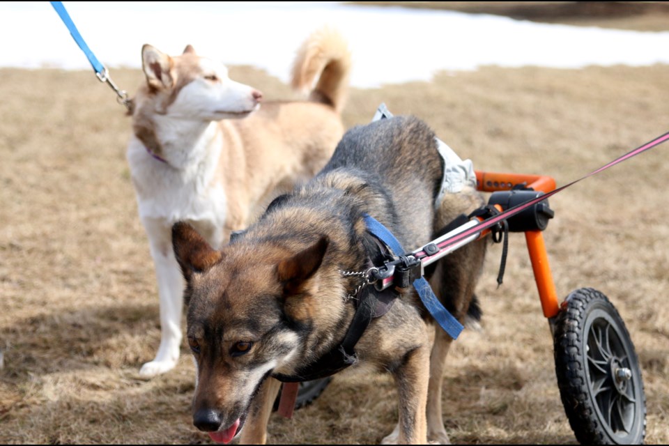 The Northwestern Ontario Regional Animal Summit was held in Thunder Bay and its goal is to develop action plans to address challenges facing animal care and services in remote Northern communities. (Photos by Doug Diaczuk - Tbnewswatch.com). 