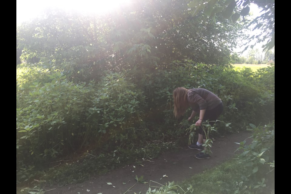 A worker pulls Himalayan balsam from a trail behind the LPH during a pilot project in 2018. (EcoSuperior)