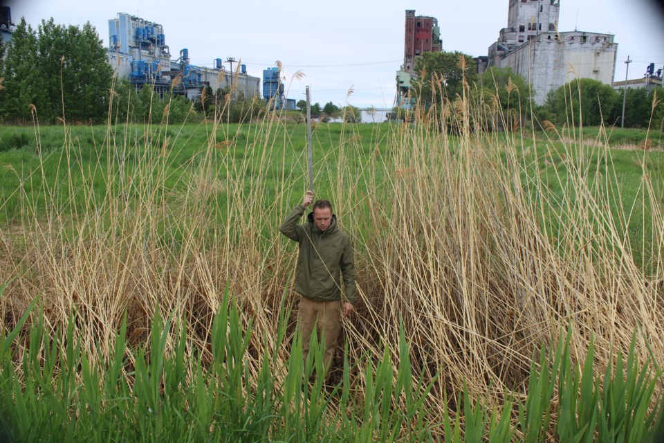 An invasive phragmites cluster along Shipyard Road near Fisherman's Park (EcoSuperior)