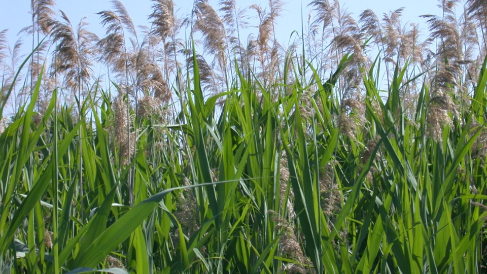 Invasive phragmites