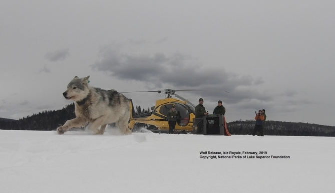 Wolf on Isle Royale