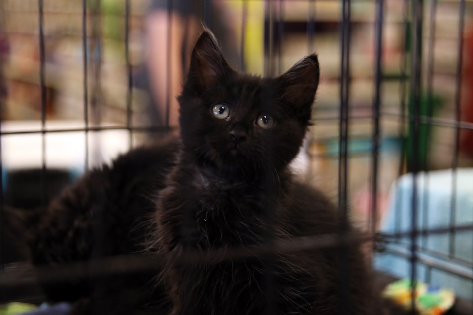 The Caring Hearts Cat Rescue held an adoption fair as part of National Adoption Weekend at PetSmart. (Photos by Doug Diaczuk - Tbnewswatch.com). 