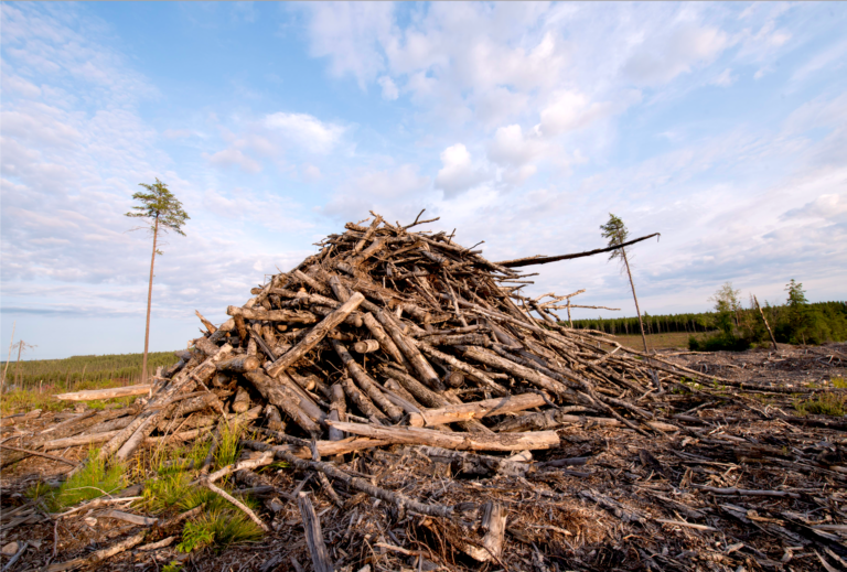 log pile Moose L Rd