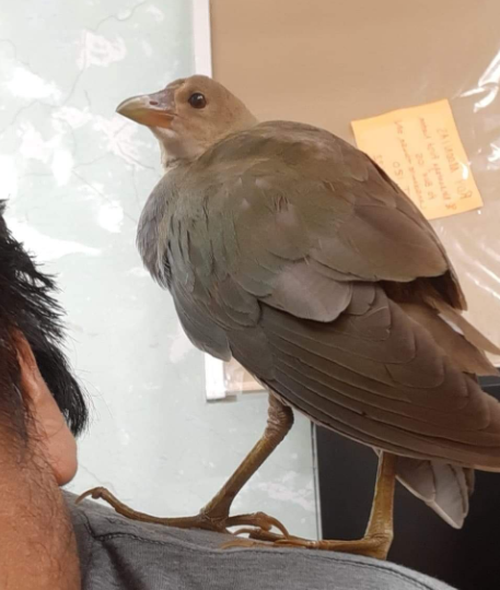 A juvenile Purple Gallinule discovered at Neskantaga First Nation has been turned over to ThunderBird Wildlife Rescue in Thunder Bay (submitted photo) 