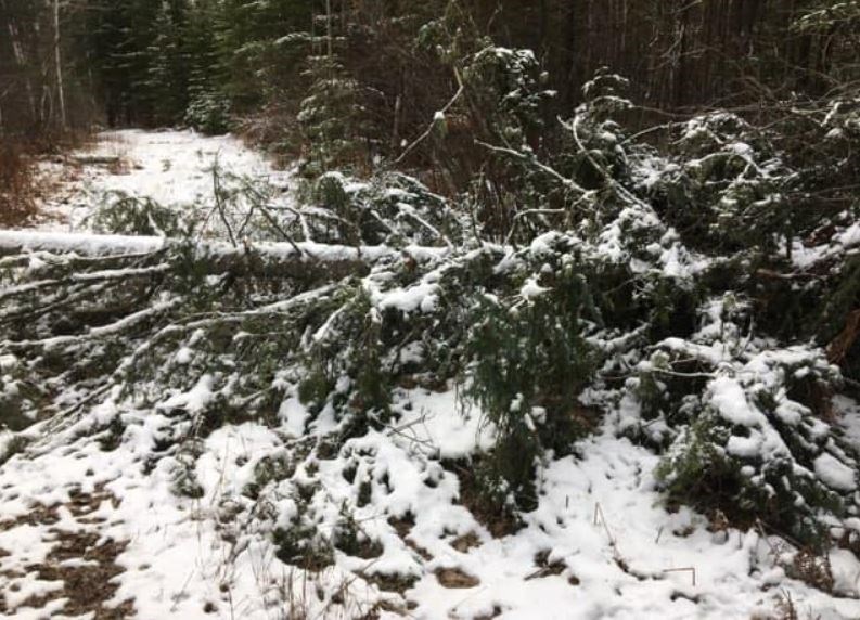 Wind up to 80 km/h accompanied blew trees down over stretches of snowmobile trail that had already been prepared for the season by Thunder Bay Adventure Trails (TBAT/Facebook)