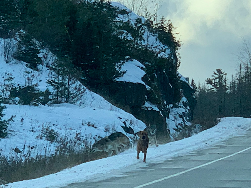 Two wolves–seen just behind the dog in this photo – abandoned their pursuit of it on Highway 71 after Northern Development Minister Greg Rickford and staff member Ferg Devins happened by (Ferg Devins photo)