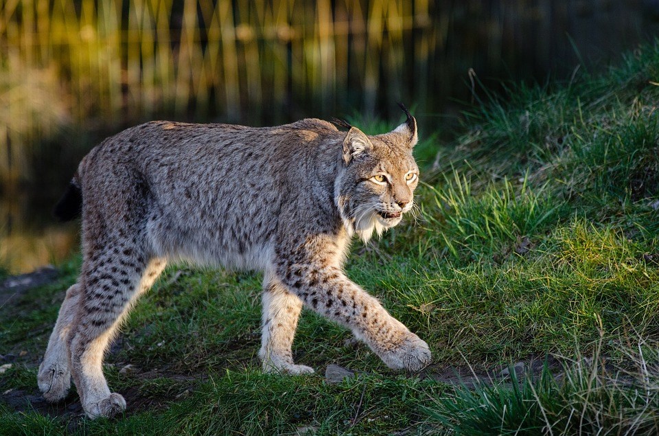 lynx big