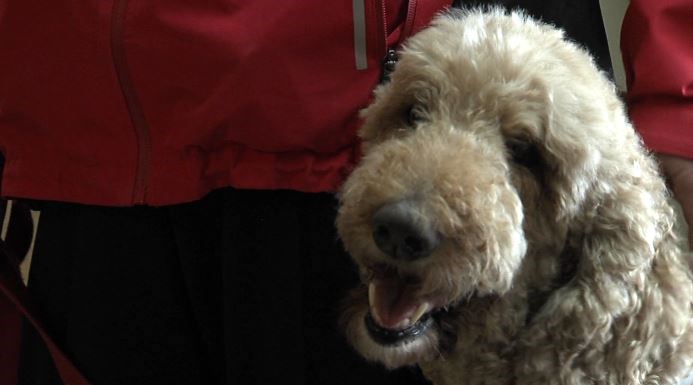 Some of the dogs in the program are featured in the 2020 calendar which sells for $10.00 (Carmen Wong/TBTV) 