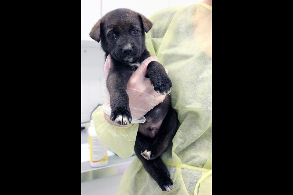 Dogs and puppies had a long ride in the Bark Bus, with some travelling all the way from Winnipeg (OSPCA photo)