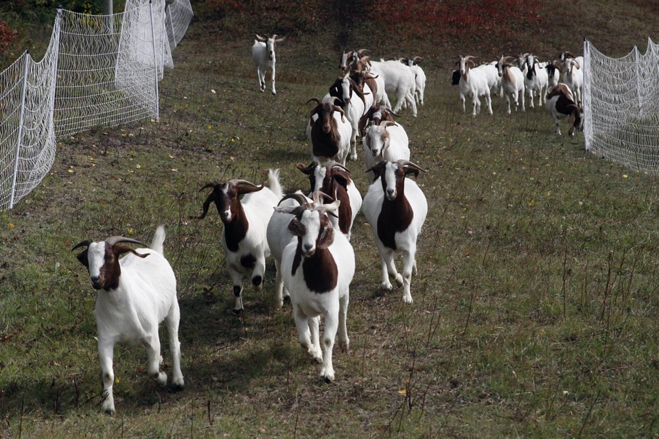 Mount Baldy goats