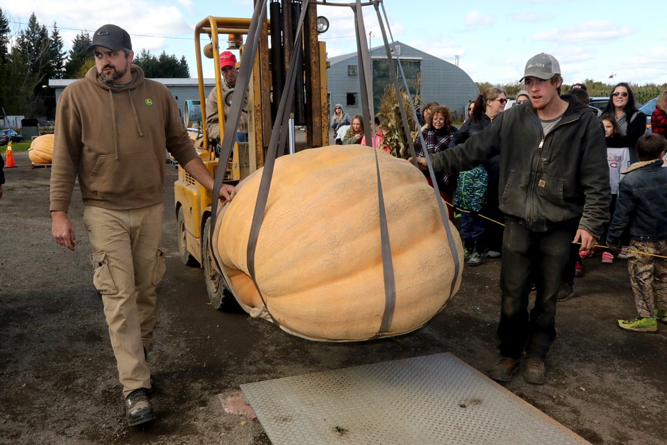 Giant Pumpkin