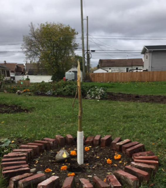 Simpson St tree vandalized