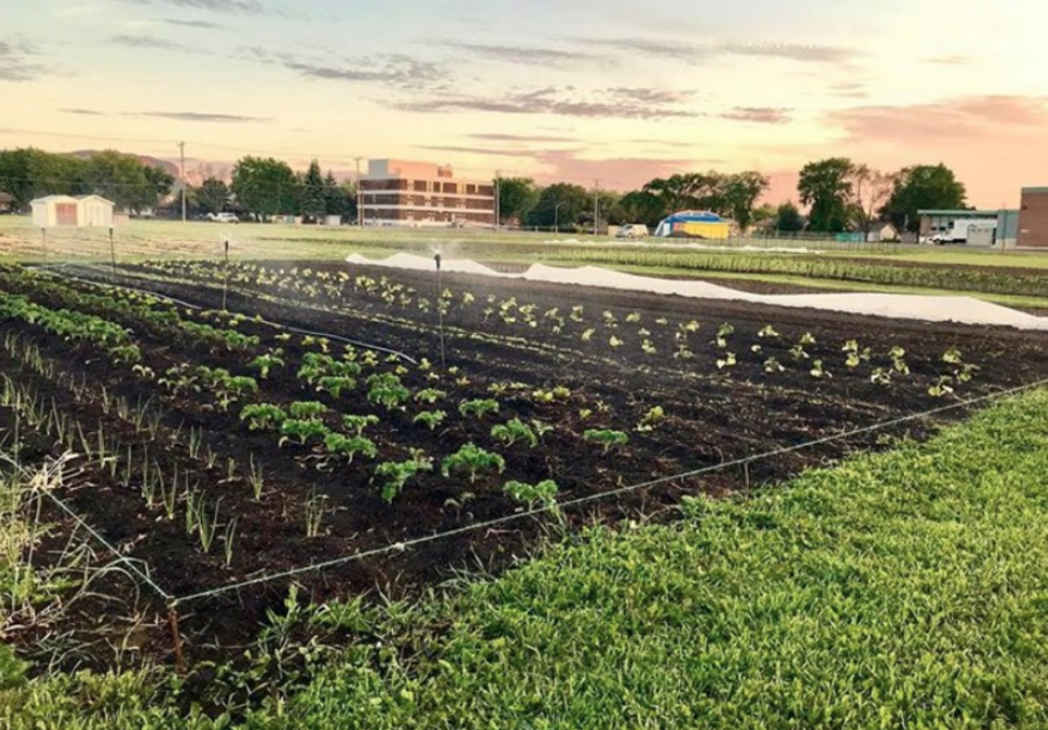 Roots to Harvest garden