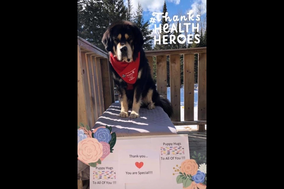 Coordinator Jill Biggs says dogs get excited about a therapy assignment when their owners put a special scarf around their necks (Facebook/St. John Ambulance)