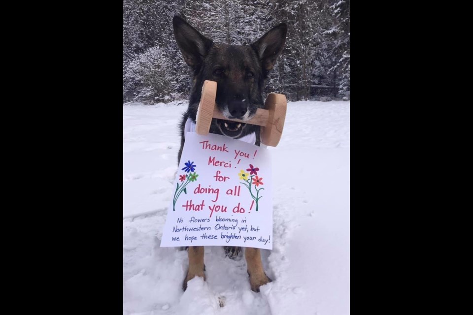 Therapy dog Flynn, owned by Jill Biggs, holds a note expressing thanks to frontline workers (Facebook/St. John Ambulance)