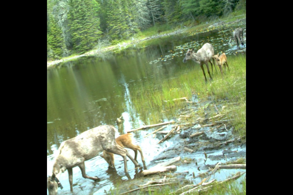  This June, 2020 photo shows two female caribou with calves. A third cow, in the background, also had a calf, but it can't be seen due to cropping of the photo (MNRF)