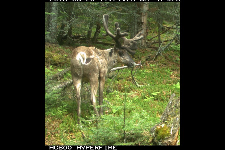 This trail-cam photo of an adult bull caribou on the Slate Islands was taken in June 2018 (MNRF)