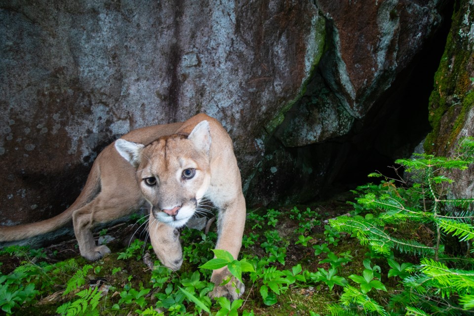 Ryan Pennesi of Finland, Minnesota captured images of a cougar on a trail camera near a cave in the hills overlooking Lake Superior on July 24, 2020 (Ryan Pennesi/Ryan Pennesi photography)