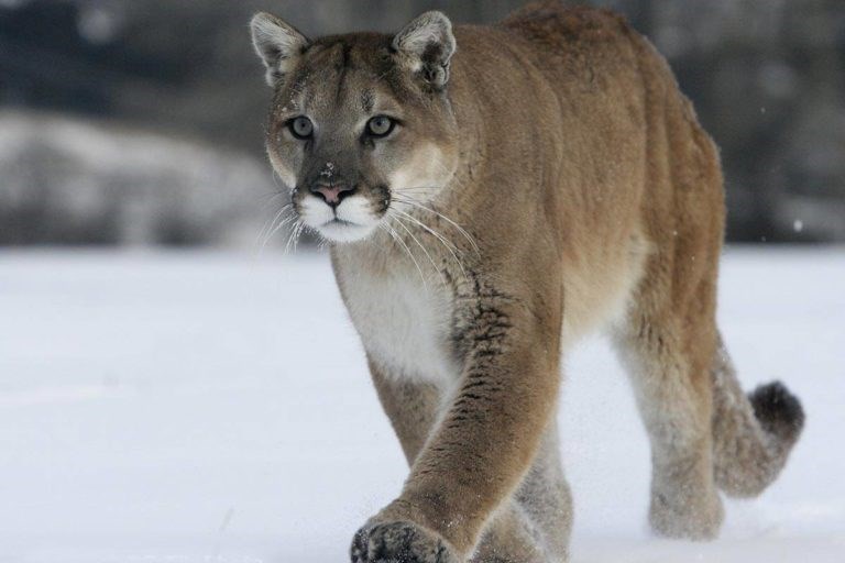 cougar two