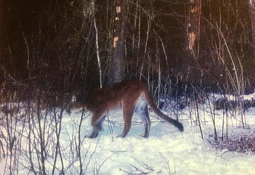 A cougar was purportedly photographed on a trail cam in the Kaministiqua area. (Facebook). 