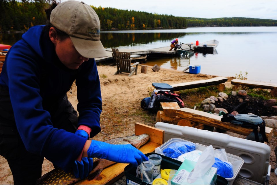 Skeleton crews conducted essential monitoring work at the Experimental Lakes Area during the COVID-19 pandemic. (Image courtesy IISD ELA)      