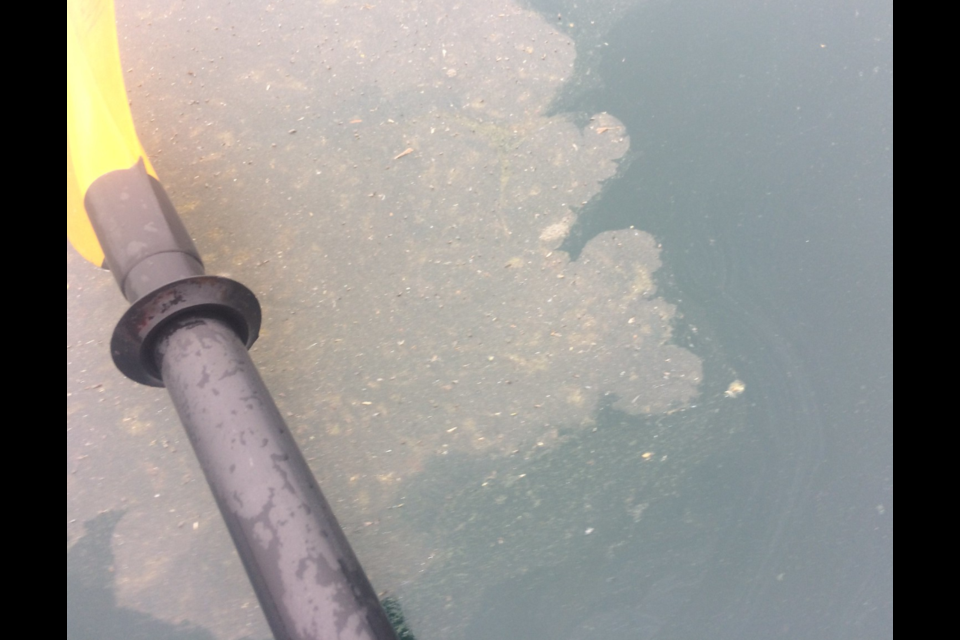 Infosuperior.com obtained a series of photos showing the patches of green scum on the surface of Lake Superior east of Thunder Bay (infosuperior.com)