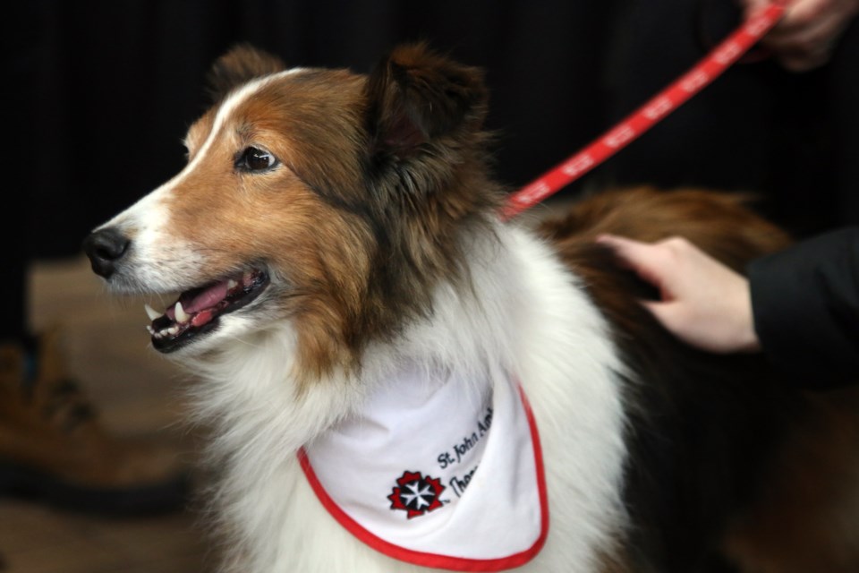 Enya, a therapy Dog with St. John's Ambulance, was one of the highlights of Lakehead University's Bell Let's Talk Day. (Photos by Doug Diaczuk - Tbnewswatch.com). 