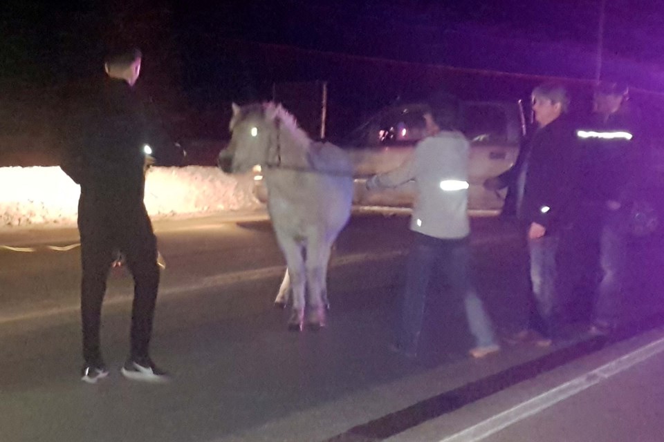 Highway 61 Horse