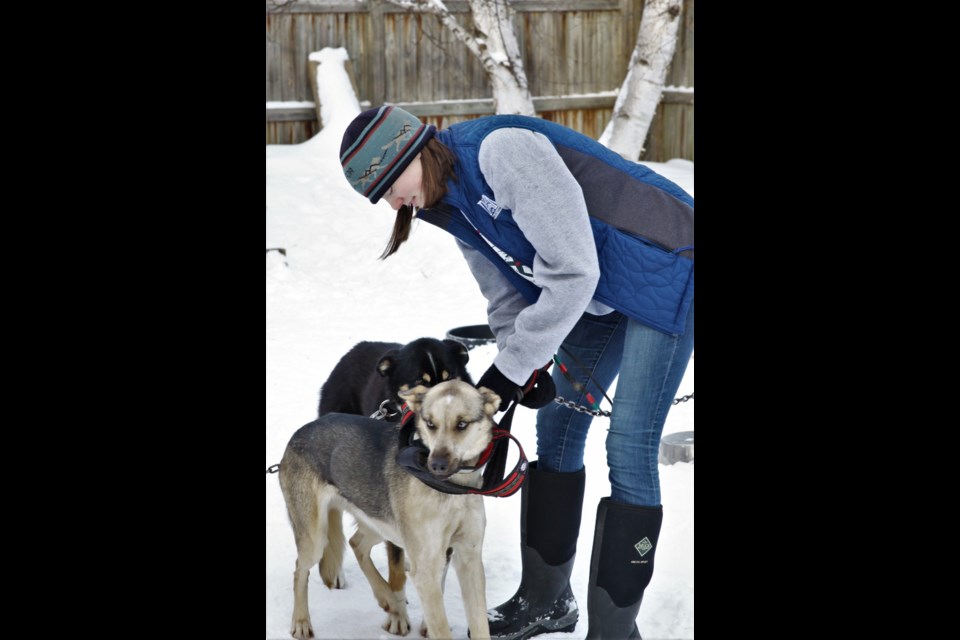 Local musher Julia Cross will complete in the two-day, 150-mile Junior Iditarod in Alaska this February. (Photos by Ian Kaufman, Tbnewswatch)