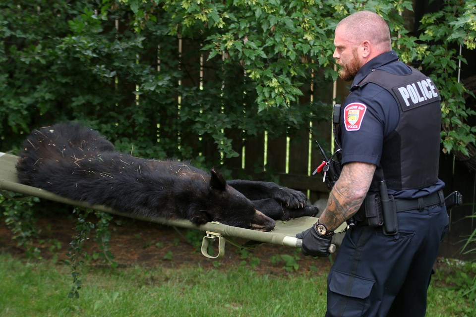 Thunder Bay Police Sgt. Mike Dimini helps the Ministry of Natural Resources remove a bear on Thursday, July 9, 2020 from a backyard of a Rupert Street home. The bear had scaled a fence, got spooked and climbed a tree. (Leith Dunick, tbnewswatch.com)