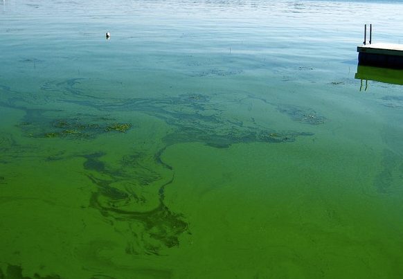 blue-green algae July 2020